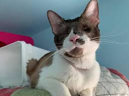 An appointment for the first free medical exam must be made within one month of adoption and proof of adoption from the lakewood animal shelter is required. Cleveland Oh Siamese Meet Cammy A Pet For Adoption
