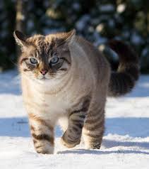 #1 best value of 21 pet friendly hotels in evansville. Reclaiming A Pet City Of Evansville