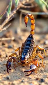The Deathstalker Scorpion is considered one of the most dangerous scorpions  in the world due to its extremely potent venom. Found mainly in hot deserts  and rocky regions, this scorpion may look