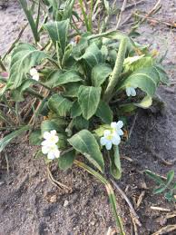 Image result for Crabbea velutina