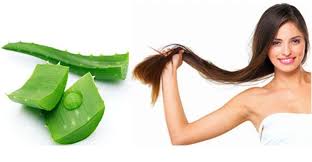 চুলের যত্নে অ্যালোভেরা - Bangla news