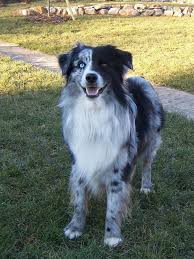 All Australian Shepherds All The Time Photo Australian Shepherd Dogs Miniature Australian Shepherd Australian Shepherd Blue Merle Aussie shepherd australian shepherd puppies border collie blue merle border collies herding dogs best dog food dog activities dog barking dog breeds. australian shepherd dogs