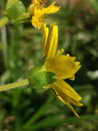 Image result for Guizotia