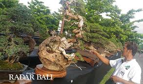 Harga Bonsai Serut 2018 Blogger Bonsai