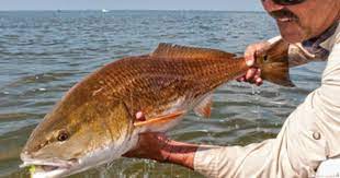 Pin On Fishing