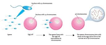 ■ list two examples of asexual. Sexual Reproduction The Definitive Guide Biology Dictionary