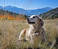 We review each application on a case by case basis and select the home we think would be the best fit for each. Humane Society Of Boulder Valley Creating Healthy Relationships Between Pets And People