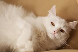 Other cat videos will be uploaded to the channel over time. Fluffy White Cat Free Photo On Pixabay