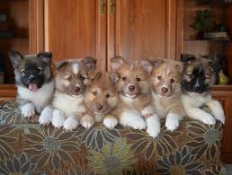 A pet quality dog from a good breeder would be about $1000, a top breeder of show dogs is likely to charge double or even more. Tri Star Icelandic Sheepdogs Posts Facebook