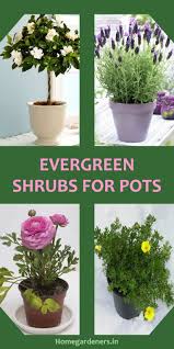 Also, containers don't insulate a this yucca tolerates some shade but thrives in sunny, dry conditions. Best Evergreen Shrubs For Pots At Home Evergreen Flowers Evergreen Potted Plants Garden Shrubs