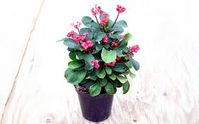 Image result for Euphorbia corniculata