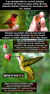 Nevin Adli Kullanicinin Ruhumuzun Dili Language De L Ame En Turcs Panosundaki Pin Hayvanlar Kanatlar Biliyor Muydunuz