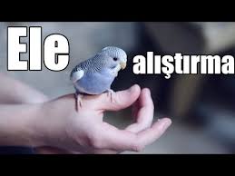 Muhabbet Kusu Ele Alistirma Egitimi Muhabbet Kusu Ele Nasil Alistirilir Youtube