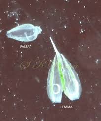 Image result for Acrachne