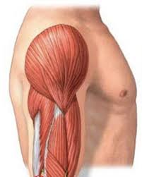 Sarcopenia is a term used to describe the loss of muscle mass, strength,. Sarcopenia Nutricious