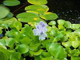 Floating Pond Plant Such As Water Hyacinths Shade The Pond Surface And Are Very Beneficial In Sunny Weat Water Garden Plants Water Plants Floating Pond Plants