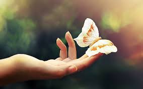 Maybe you would like to learn more about one of these? Hd Wallpaper Protection View Hand Friendly Nature Beautiful Butterfly Wallpaper Flare
