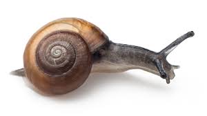 Image result for Dichilus