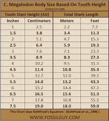 prototypical teeth size chart 2019