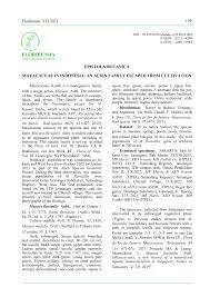 Image result for Mayaca baumii