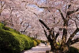 We did not find results for: 8 Beautiful Flowers Of The Four Seasons To Be Seen In Japan Tsunagu Japan