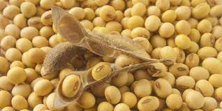 Kalau iya, selamat ya, soalnya makan kacang itu. Kandungan Manfaat Dan Efek Samping Kacang Kedelai Jagapati Com