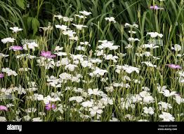 Image result for Agrostemma