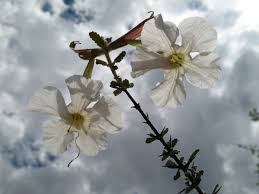 Image result for Catophractes alexandri