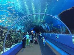 Georgia Aquarium Largest Aquarium In The World Georgia Aquarium Atlanta Vacation Travel Fun