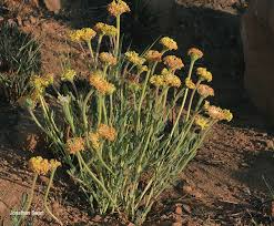 Image result for Gnidia kraussiana