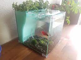 This Moss Ball Pet Is The Perfect Addition To This Beautiful Aquaponics Tank By The Way The Moss Ball Pet S Name Is Bob And The Betta S Name I Aquaponia Jardim