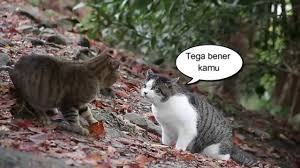 Tom adalah kucing lucu yang nakal dan pemalas, walaupun demikian dia ingin menunjukkan pada majikannya walaupun di dalam rumah dijaga kucing nakal tom, tapi jerry tikus juga butuh makan, dengan kecerdikannya jerry tikus selalu berhasil mengecoh tom kucing sehingga dia berhasil lolos. Meme Kucing Terlucu Yang Wajib Kamu Simpan Blibli Friends