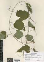 Image result for Adenia gummifera