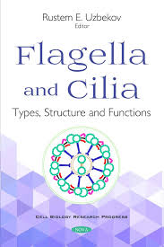 The flagella moves with an internal motor made of protein. Flagella And Silia Types Structure And Functions Nova Science Publishers