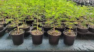 Image result for Acacia burkei