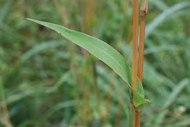 Image result for Diheteropogon filifolius