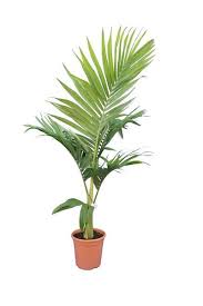 Image result for Archontophoenix alexandrae