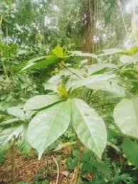 Image result for Terminalia superba