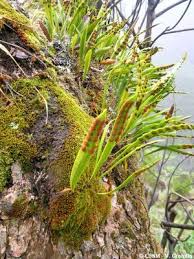 Image result for Pleopeltis macrocarpa