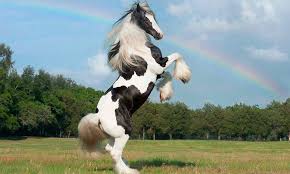 Truly an amazing gypsy gelding that will make you proud!!! 5 Fun Facts About The Gypsy Horse Cowgirl Magazine