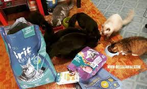 Pakan kucing premium ini memang sedikit lebih mahal dibandingkan dengan. Tips Memilih Makanan Kucing Cat Food Ini Adalah Bellarina Natasya