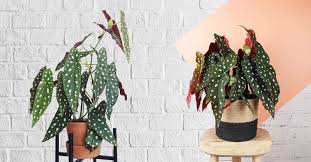 Image result for Brownleea maculata