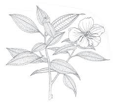 Image result for Rhynchosia procurrens