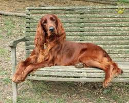 B.i.s./bis am.can.ch.sevenoaks golden garters america's #1 english setter in 1998. Irish Setter Puppies For Sale Lancaster Puppies Irish Setter Dogs Irish Setter Puppy Setter Puppies