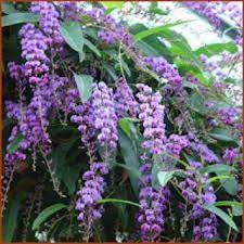 See more ideas about climbing flowers, garden design, garden vines. Hardenbergia Happy Wonderer Vines And Climbers Shop Online
