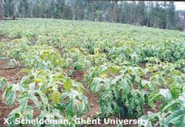 Image result for Cylicomorpha parviflora