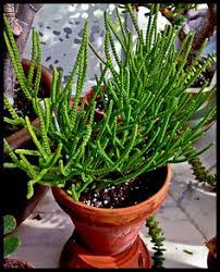 Learn more about these species below. 18 Pencil Cactus Ideas Pencil Cactus Cactus Plants