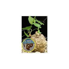 Image result for Momordica boivinii