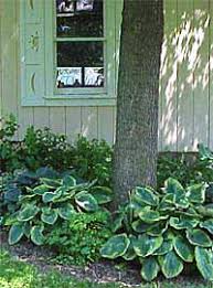 Hostas are normally planted as potted transplants or bare root divisions. Growing Hosta Garden Org