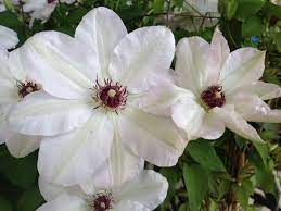 We did not find results for: Clematis Miss Bateman Taylors Clematis